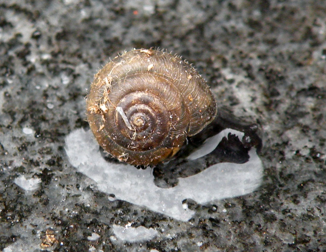 Trichia hispida londinesi?